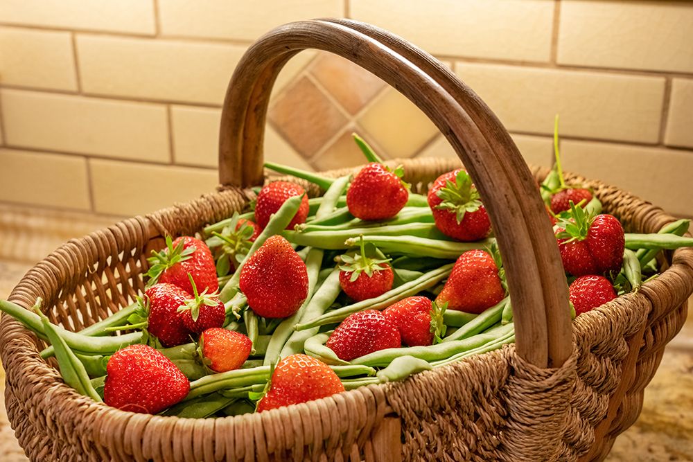 Issaquah- Washington State- USA. Woven basket of freshly harvested green beans and strawberries